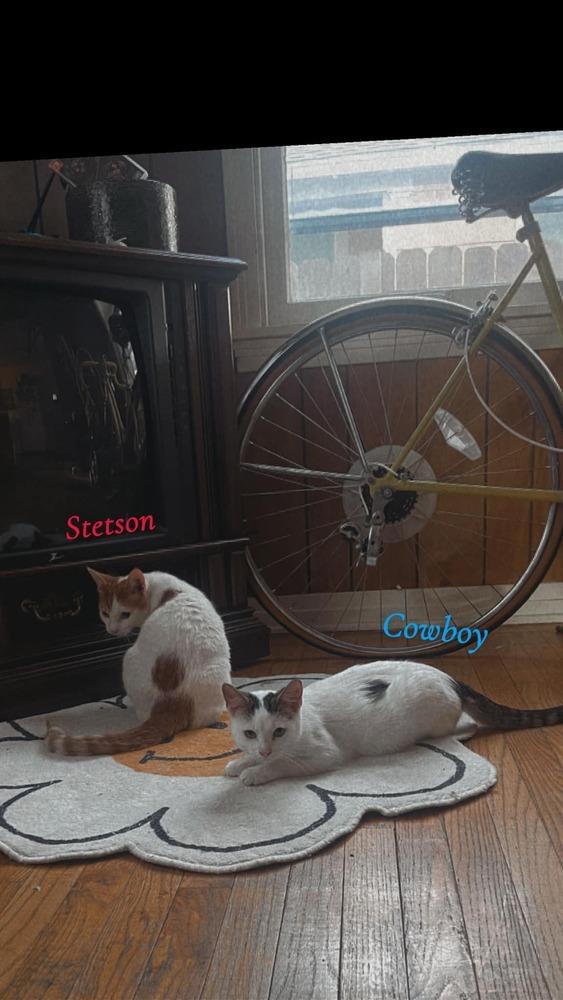 Enlarge Stetson, a Adoptable Domestic Short Hair in Emporia, KS image 2/5