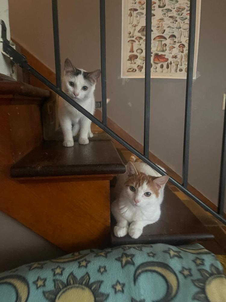 Enlarge Stetson, a Adoptable Domestic Short Hair in Emporia, KS image 4/5