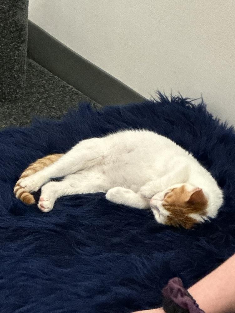 Enlarge Stetson, a Adoptable Domestic Short Hair in Emporia, KS image 5/5