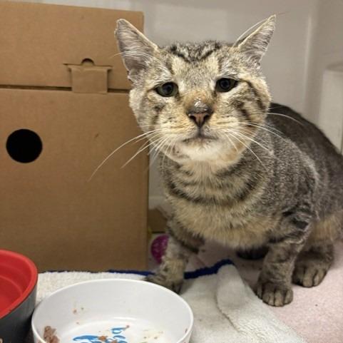 Anfurrny (Tony), a Adoptable American Shorthair in Novelty, OH image 1/6