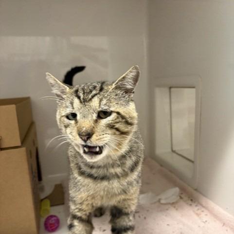 Anfurrny (Tony), a Adoptable American Shorthair in Novelty, OH image 2/6