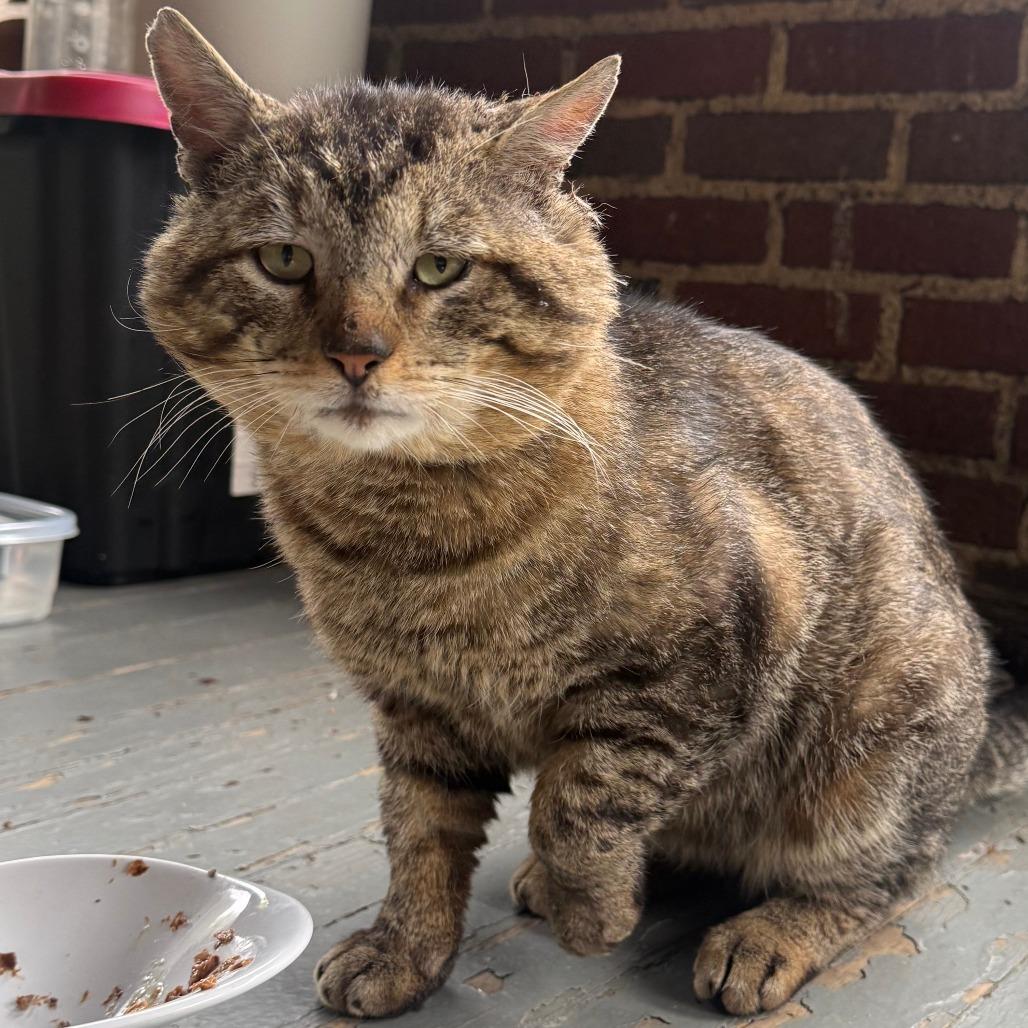 Anfurrny (Tony), a Adoptable American Shorthair in Novelty, OH image 4/6