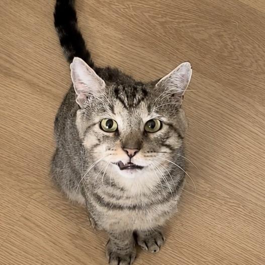 Anfurrny (Tony), a Adoptable American Shorthair in Novelty, OH image 5/6