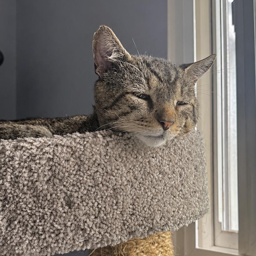 Anfurrny (Tony), a Adoptable American Shorthair in Novelty, OH image 5/6