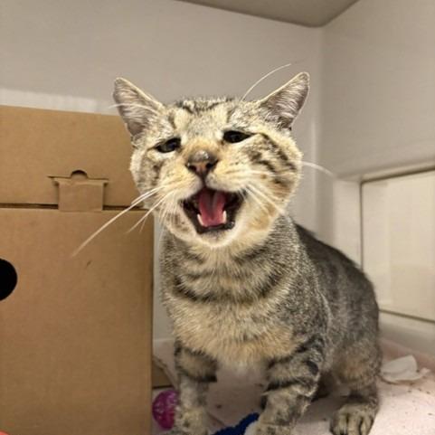 Anfurrny (Tony), a Adoptable American Shorthair in Novelty, OH image 6/6