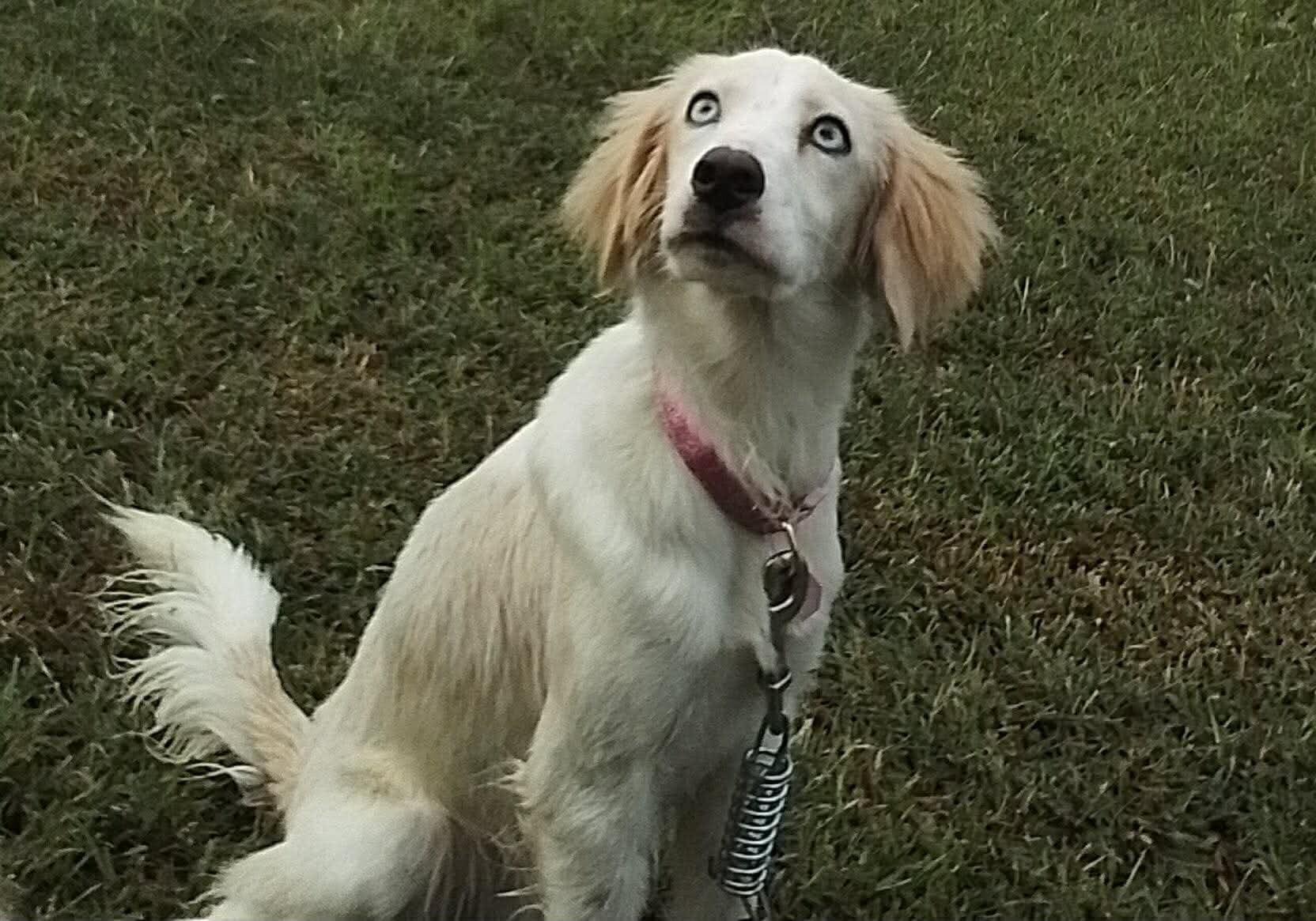 Enlarge Happy, a Adoptable mixed breed in Georgetown, OH image 1/1