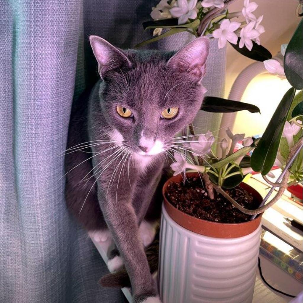 Millie-Jordan, Adoptable, Adult Female Domestic Short Hair.