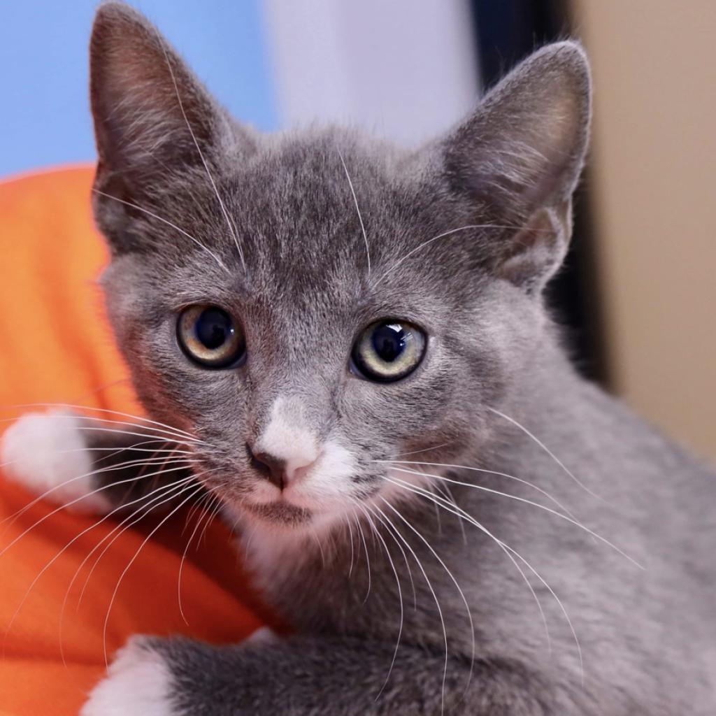 Enlarge Millie-Jordan, a Adoptable Domestic Short Hair in Huntsville, AL image 2/5