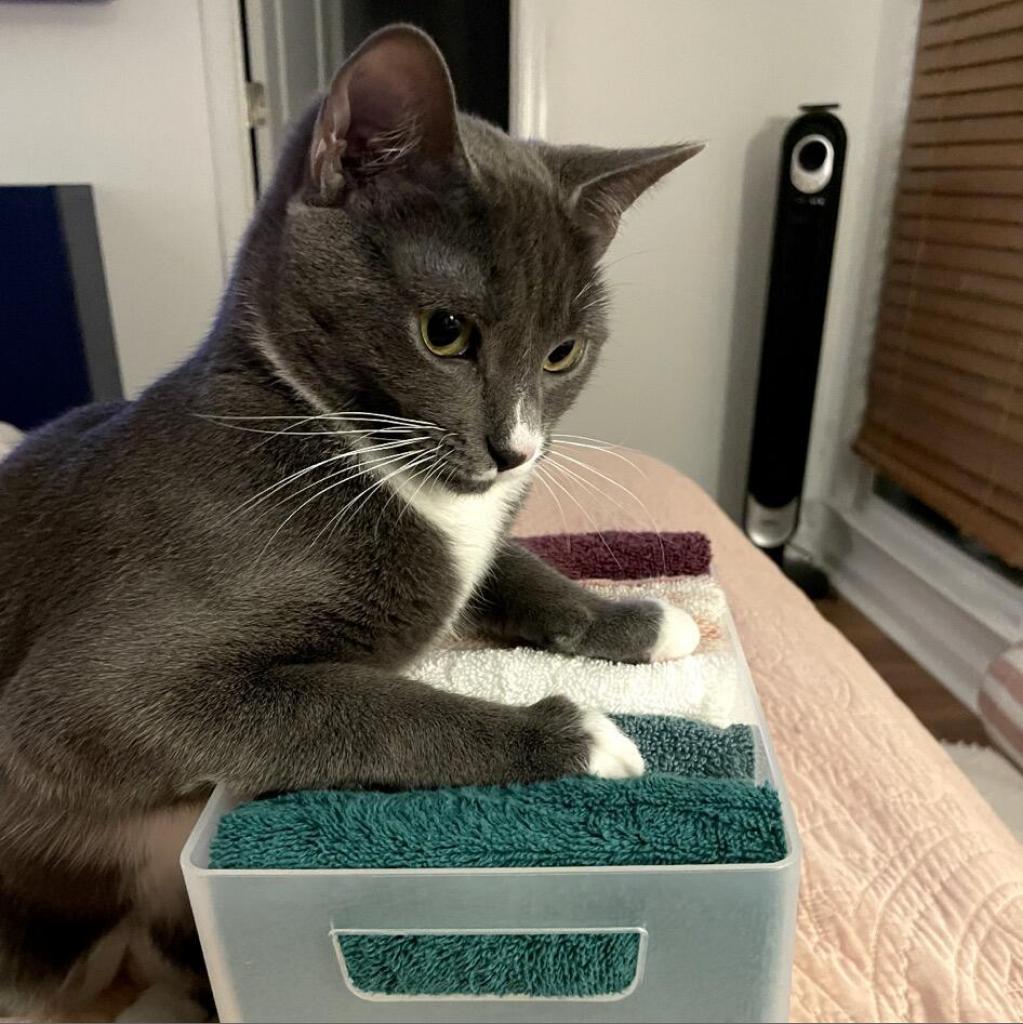 Enlarge Millie-Jordan, a Adoptable Domestic Short Hair in Huntsville, AL image 3/5