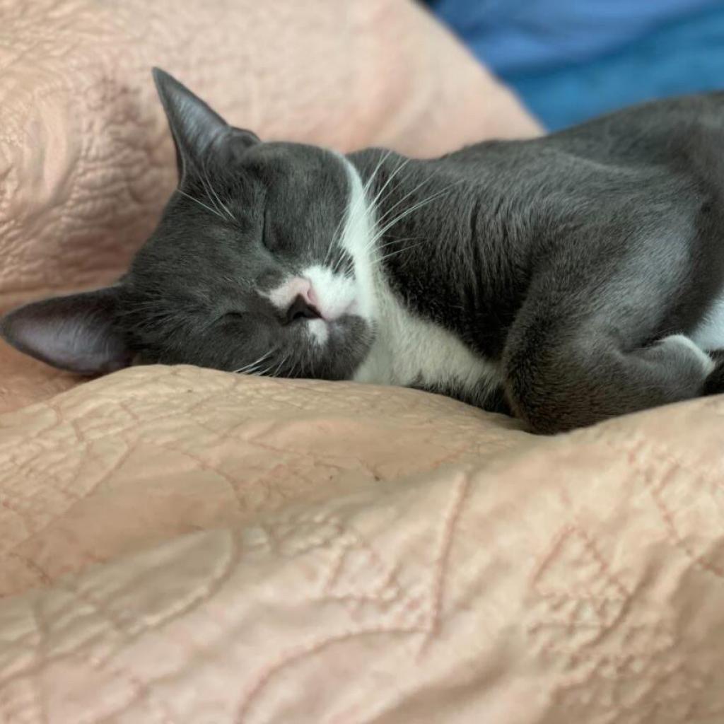 Enlarge Millie-Jordan, a Adoptable Domestic Short Hair in Huntsville, AL image 5/5