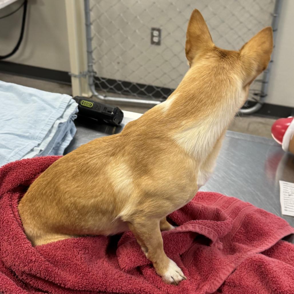 Enlarge Watson, a Adoptable Mixed Breed in Las Cruces, NM image 2/6