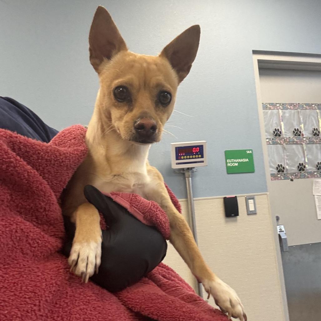 Enlarge Watson, a Adoptable Mixed Breed in Las Cruces, NM image 3/6