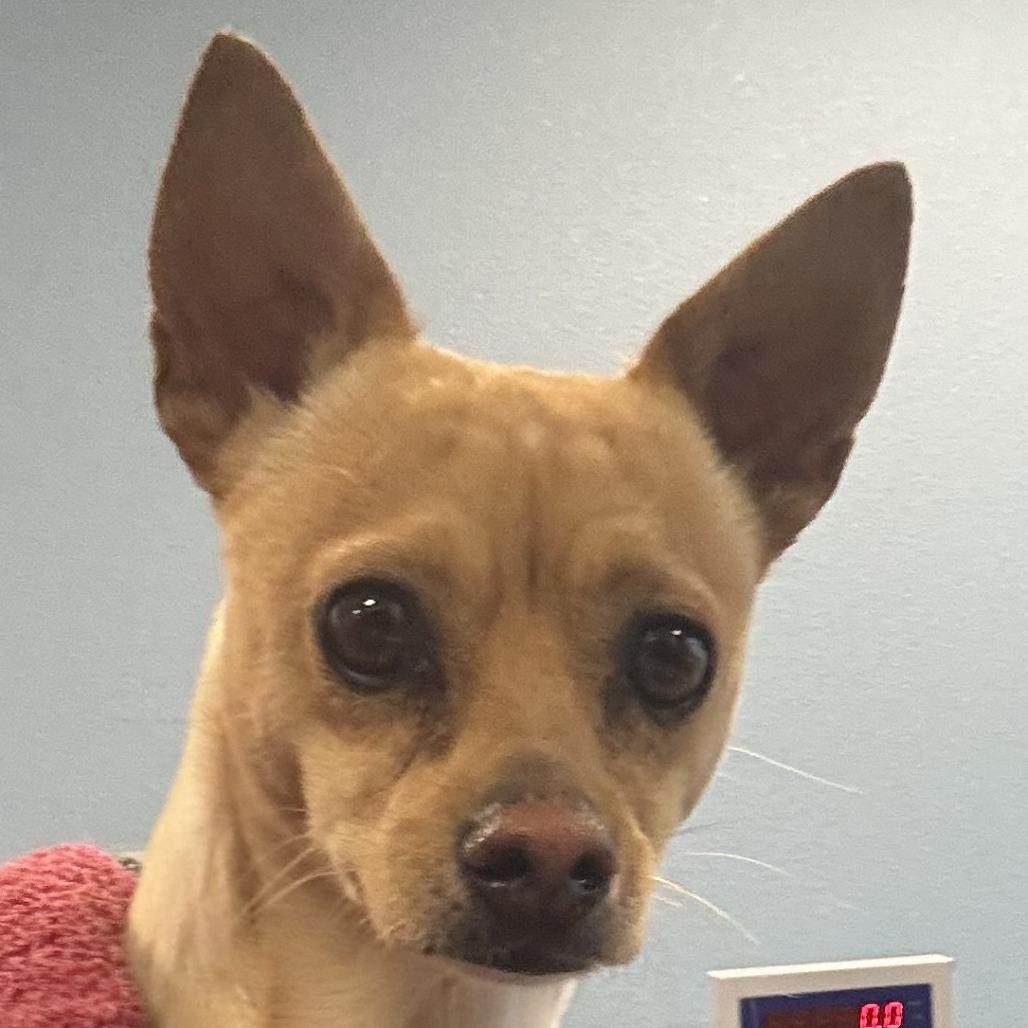 Enlarge Watson, a Adoptable Mixed Breed in Las Cruces, NM image 4/6