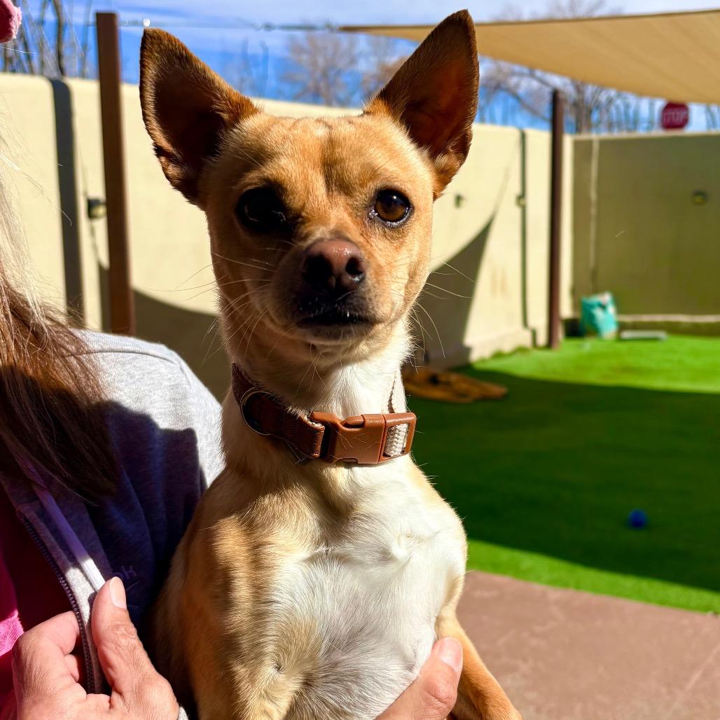 Enlarge Watson, a Adoptable Mixed Breed in Las Cruces, NM image 5/6