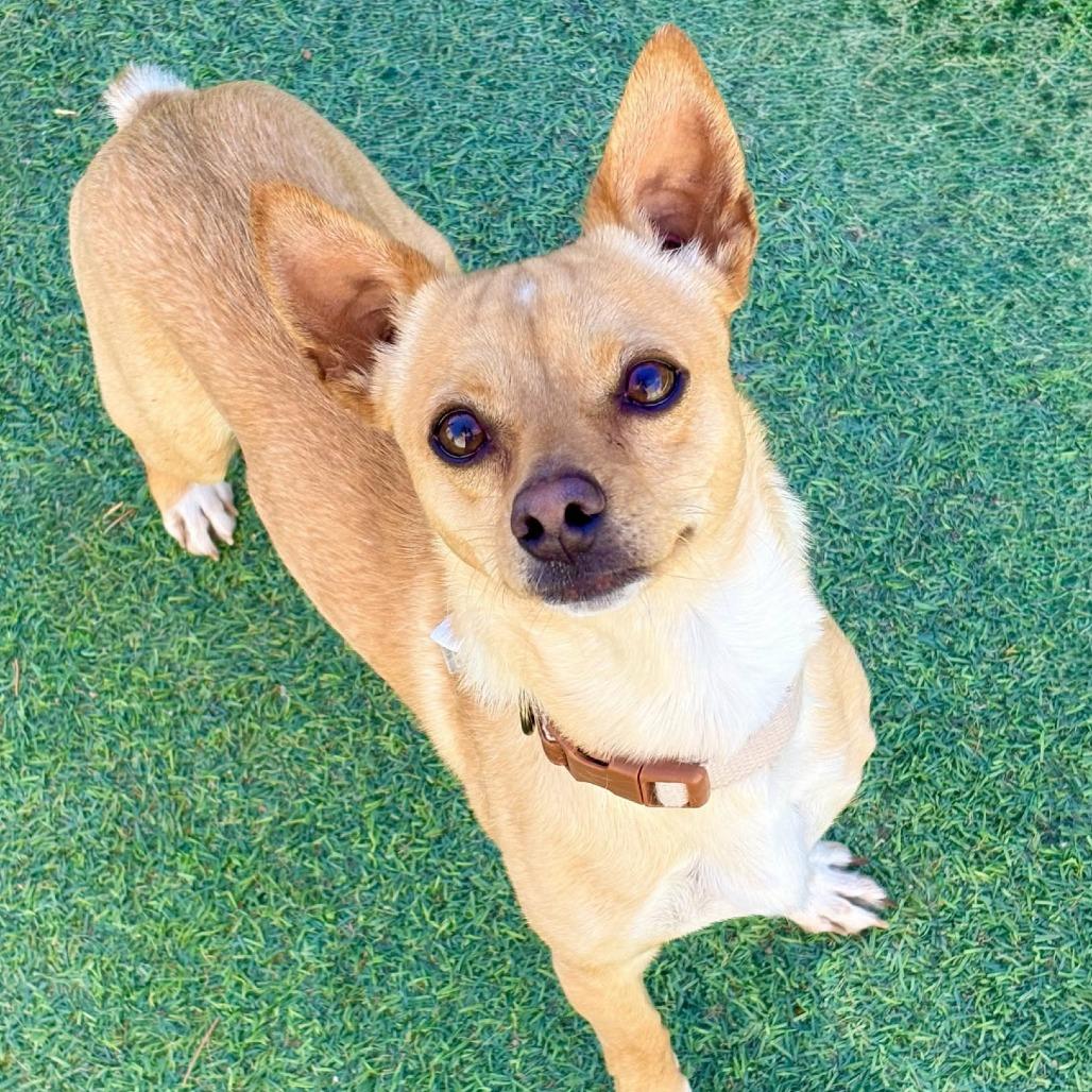 Enlarge Watson, a Adoptable Mixed Breed in Las Cruces, NM image 6/6