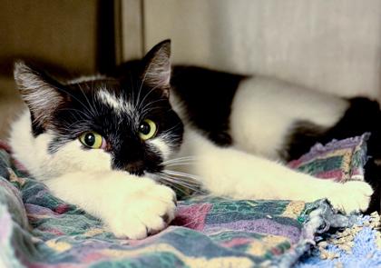 Enlarge Taffy, a Adoptable mixed breed in Baraboo, WI image 1/1