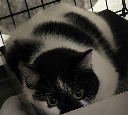 Taffy, Adoptable, Adult Female Domestic Short Hair & Domestic Short Hair.