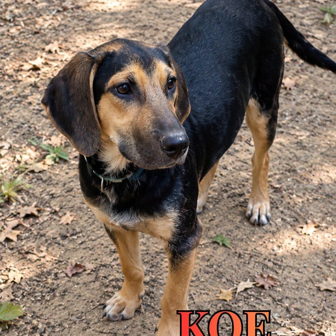Koe, Adoptable, Young Male Mixed Breed.
