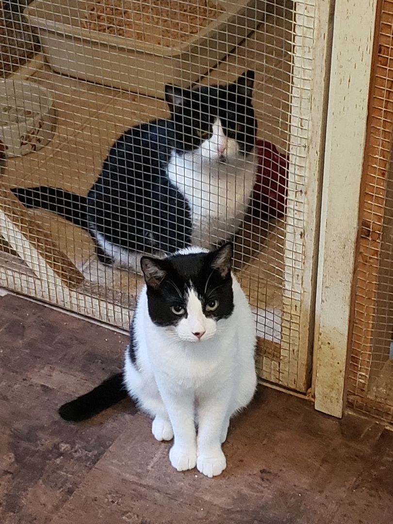 Firefly, Adoptable, Young Female Domestic Short Hair.