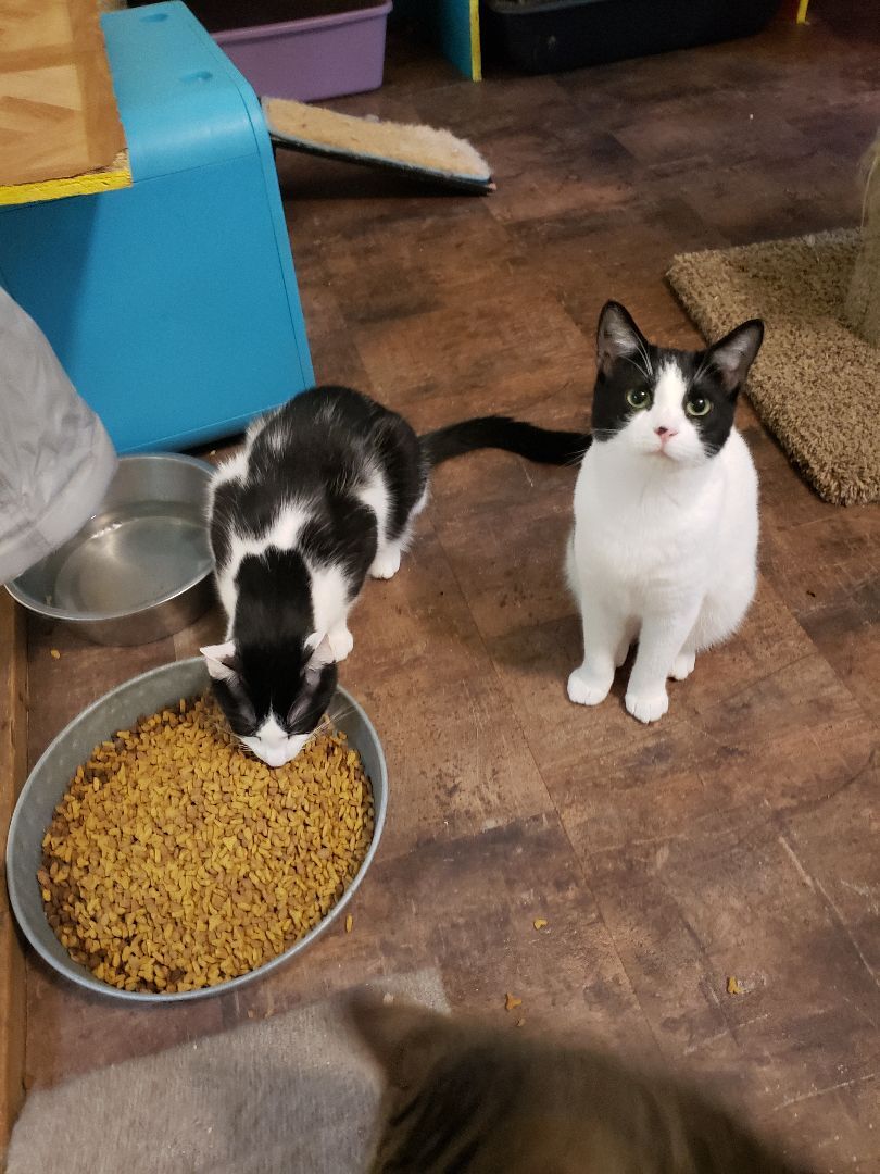 Firefly, a Adoptable Domestic Short Hair in Jasper, GA image 2/8