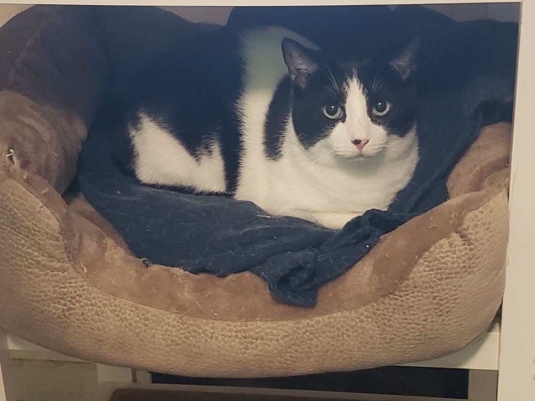 Firefly, a Adoptable Domestic Short Hair in Jasper, GA image 3/8