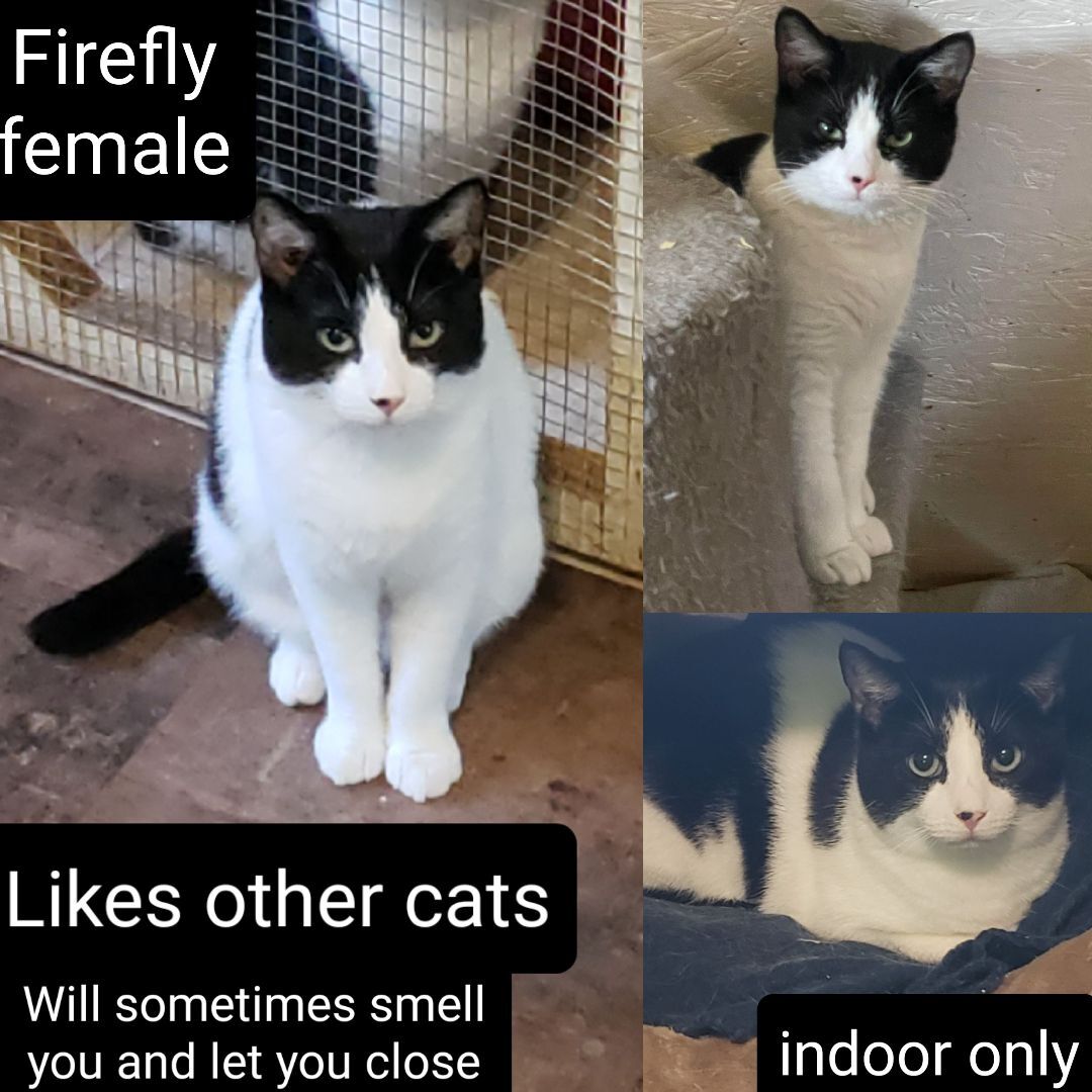 Firefly, a Adoptable Domestic Short Hair in Jasper, GA image 4/8