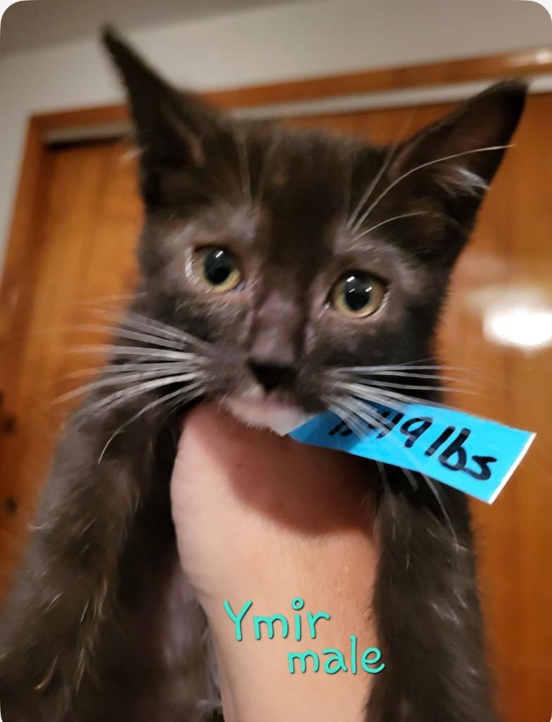 Enlarge YMIR #1 (2), a Adoptable mixed breed in Wintersville, OH image 1/5