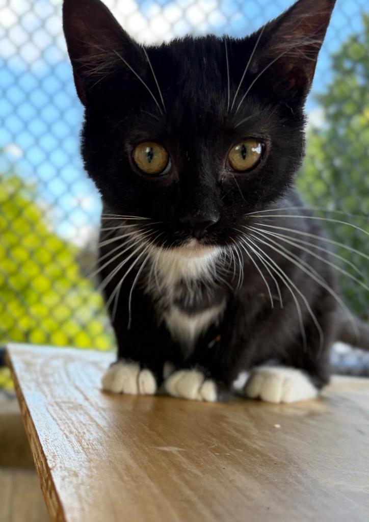 Enlarge YMIR #1 (2), a Adoptable mixed breed in Wintersville, OH image 3/5