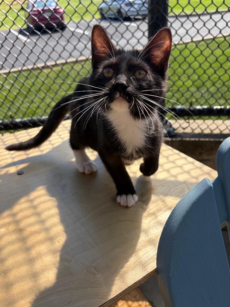 Enlarge YMIR #1 (2), a Adoptable mixed breed in Wintersville, OH image 4/5