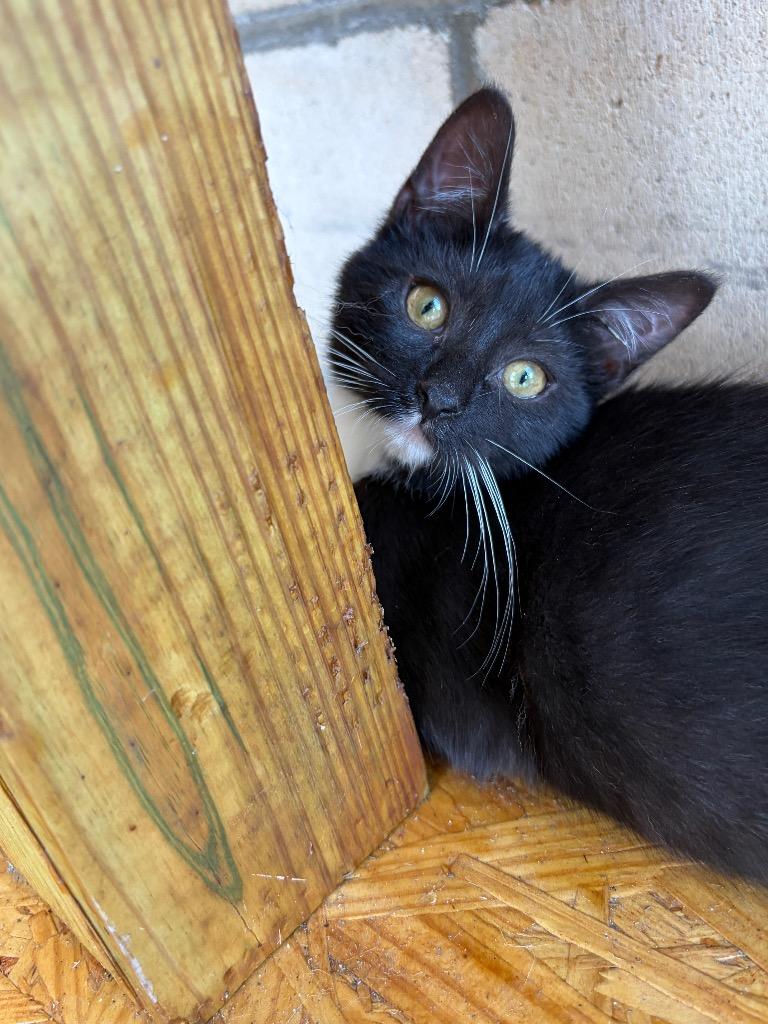 Enlarge YMIR #1 (2), a Adoptable mixed breed in Wintersville, OH image 5/5