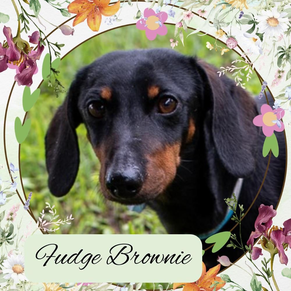 Enlarge Fudge Brownie, a Adoptable Dachshund in San Antonio, TX image 1/3