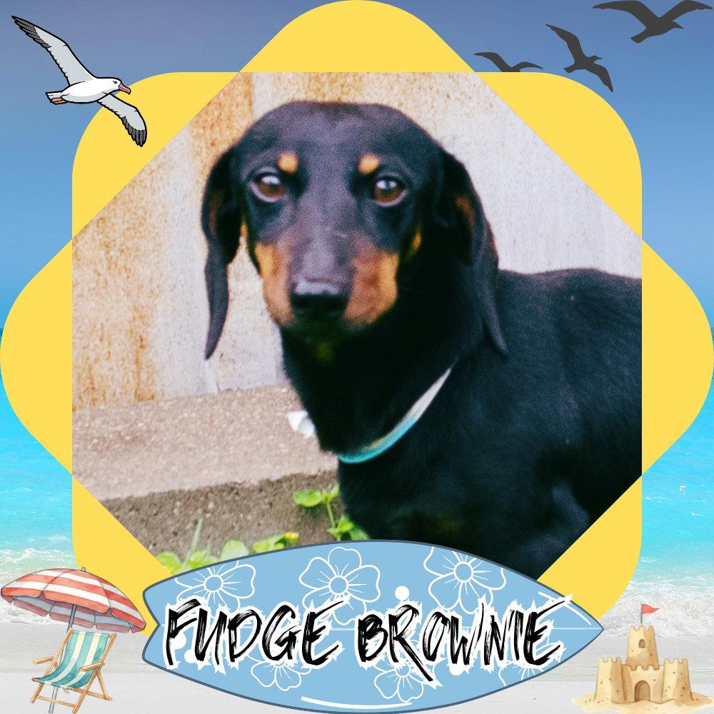 Fudge Brownie, Adoptable, Young Male Dachshund.