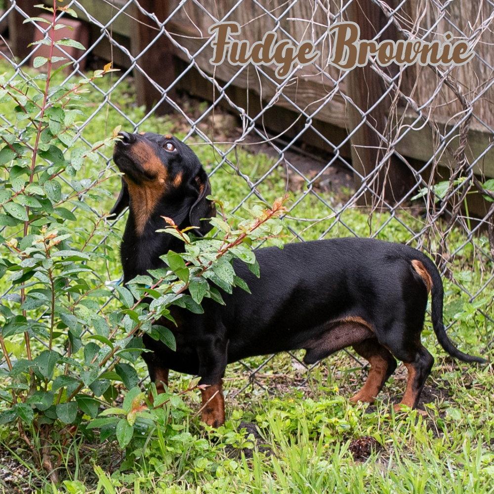 Enlarge Fudge Brownie, a Adoptable Dachshund in San Antonio, TX image 2/3