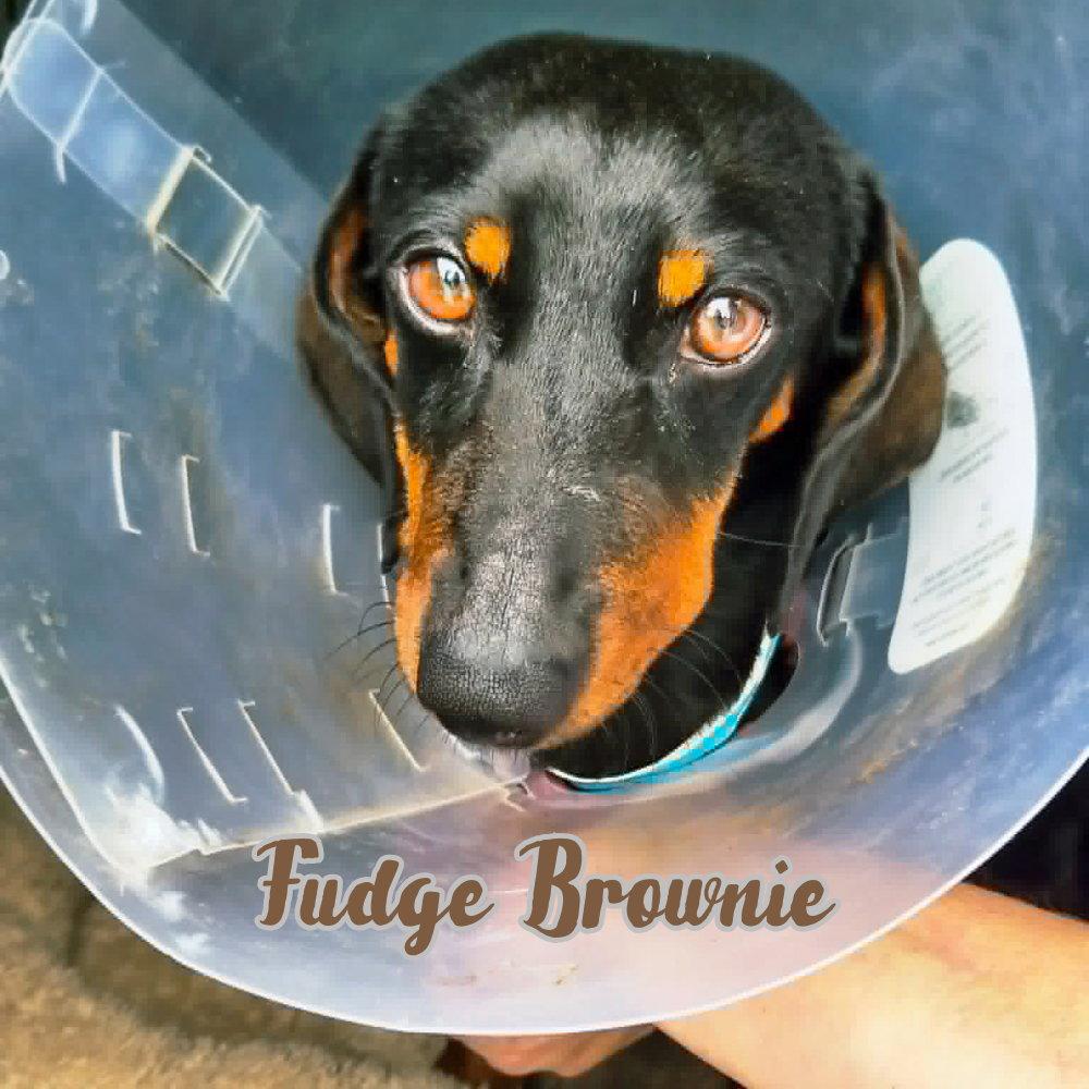 Enlarge Fudge Brownie, a Adoptable Dachshund in San Antonio, TX image 3/3