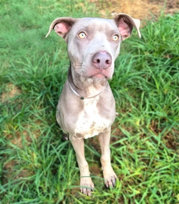 ZEUS, Adoptable, Young Male Staffordshire Bull Terrier.