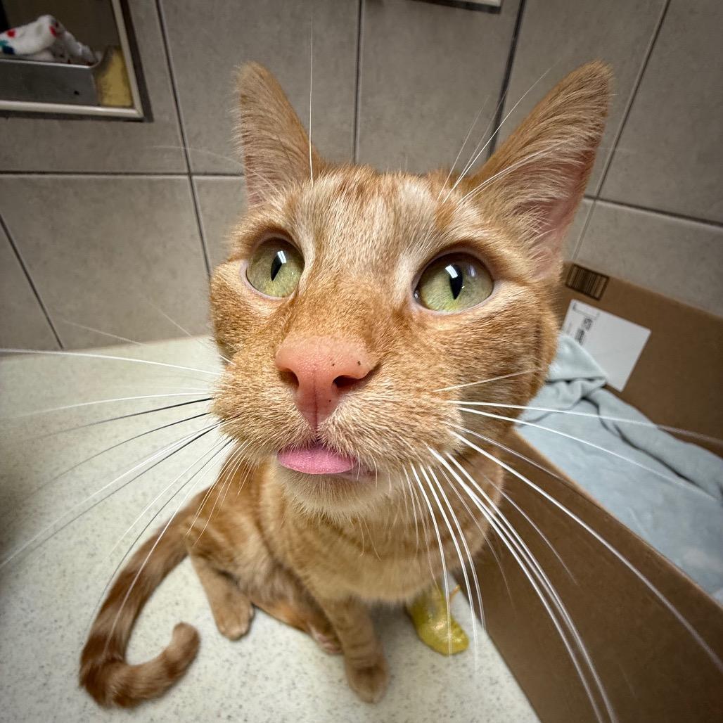 Monster, a Adoptable Domestic Short Hair in Fenton, MI image 1/3