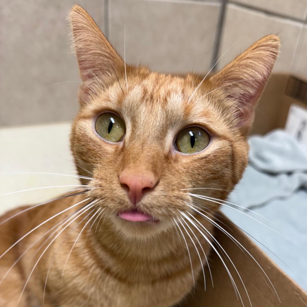 Monster, a Adoptable Domestic Short Hair in Fenton, MI image 3/3