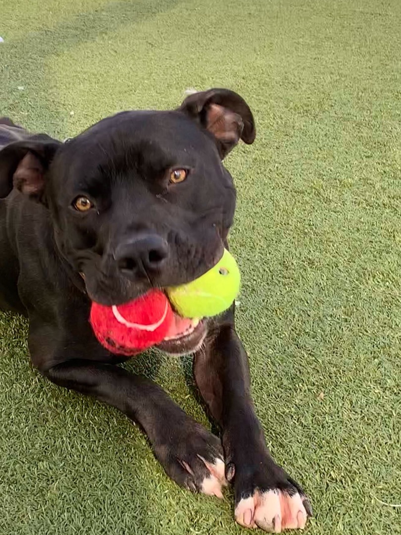 Zorro, a Adoptable mixed breed in Chandler, AZ image 4/6
