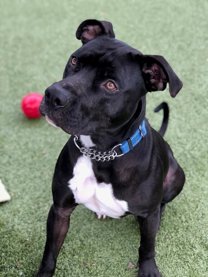 Zorro, a Adoptable mixed breed in Chandler, AZ image 6/6