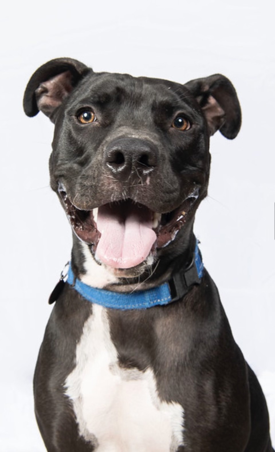 Zorro, a Adoptable mixed breed in Chandler, AZ image 3/6