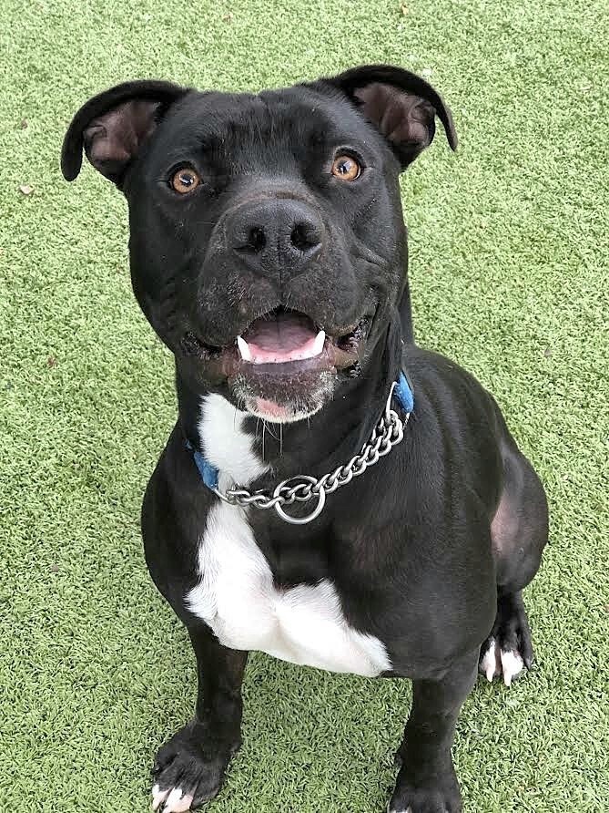 Zorro, a Adoptable mixed breed in Chandler, AZ image 5/6