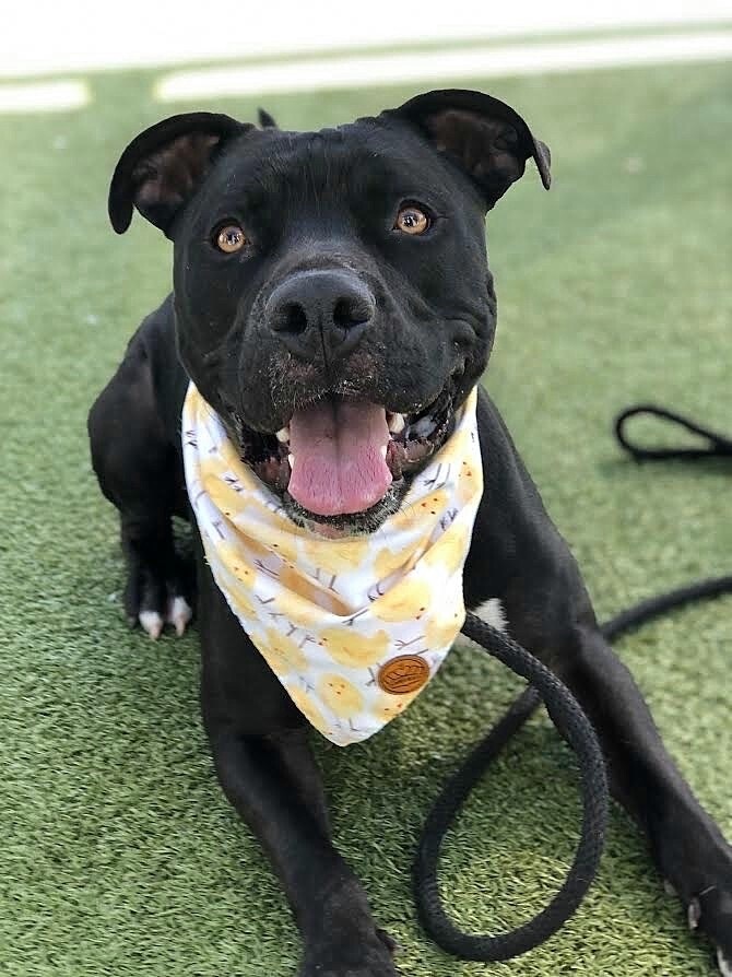 Zorro, a Adoptable mixed breed in Chandler, AZ image 1/6