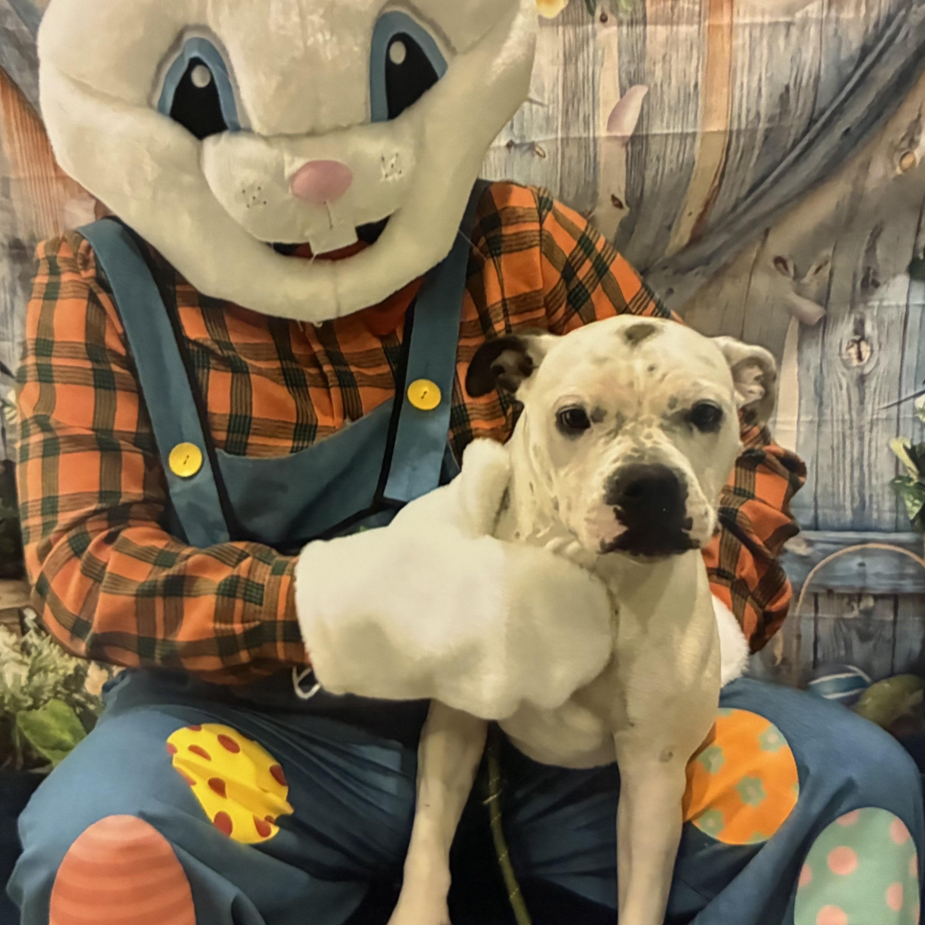 Enlarge Caicos, a Adoptable American Bulldog in Cornelius, NC image 5/5