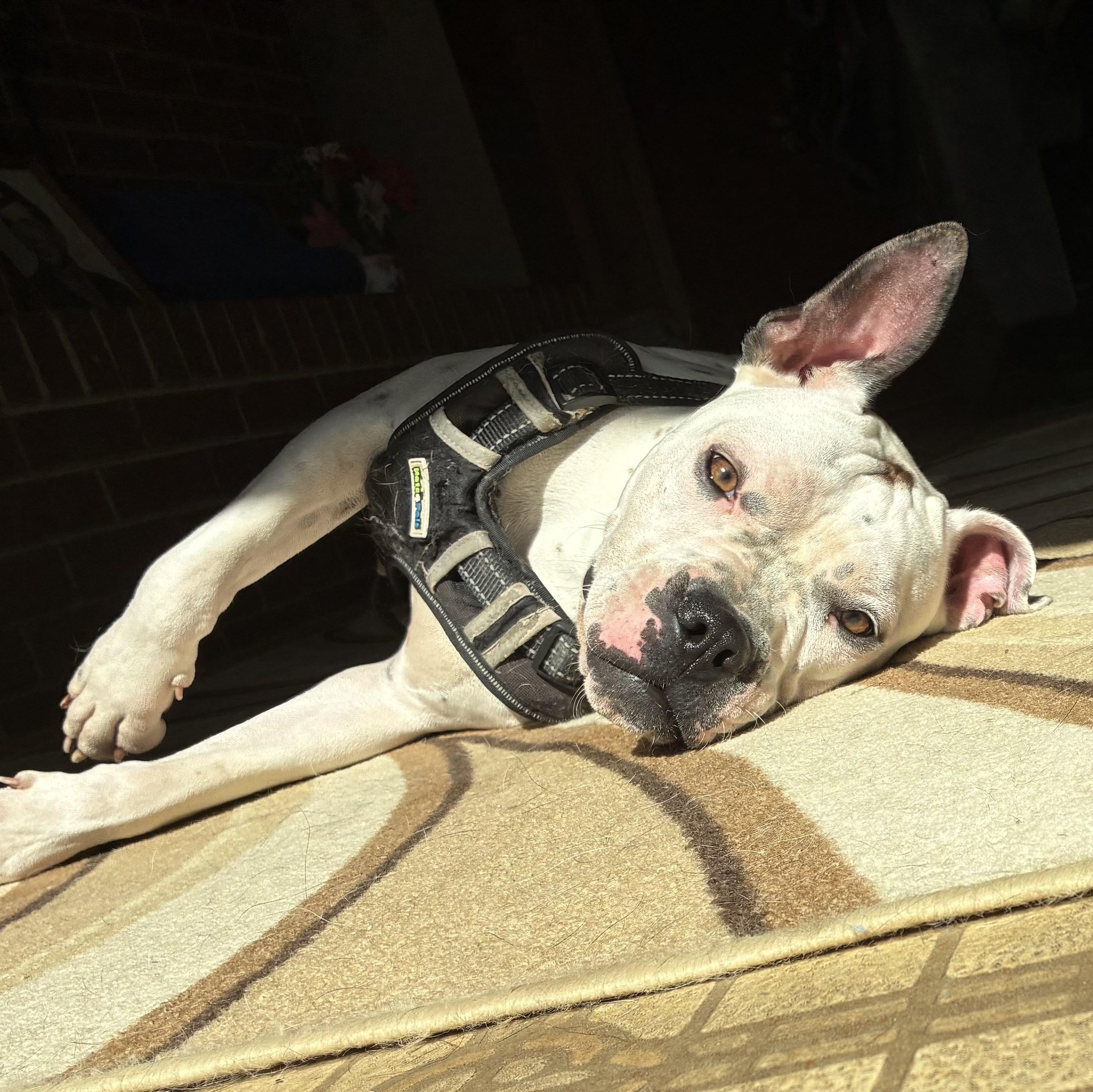 Enlarge Caicos, a Adoptable American Bulldog in Cornelius, NC image 4/5
