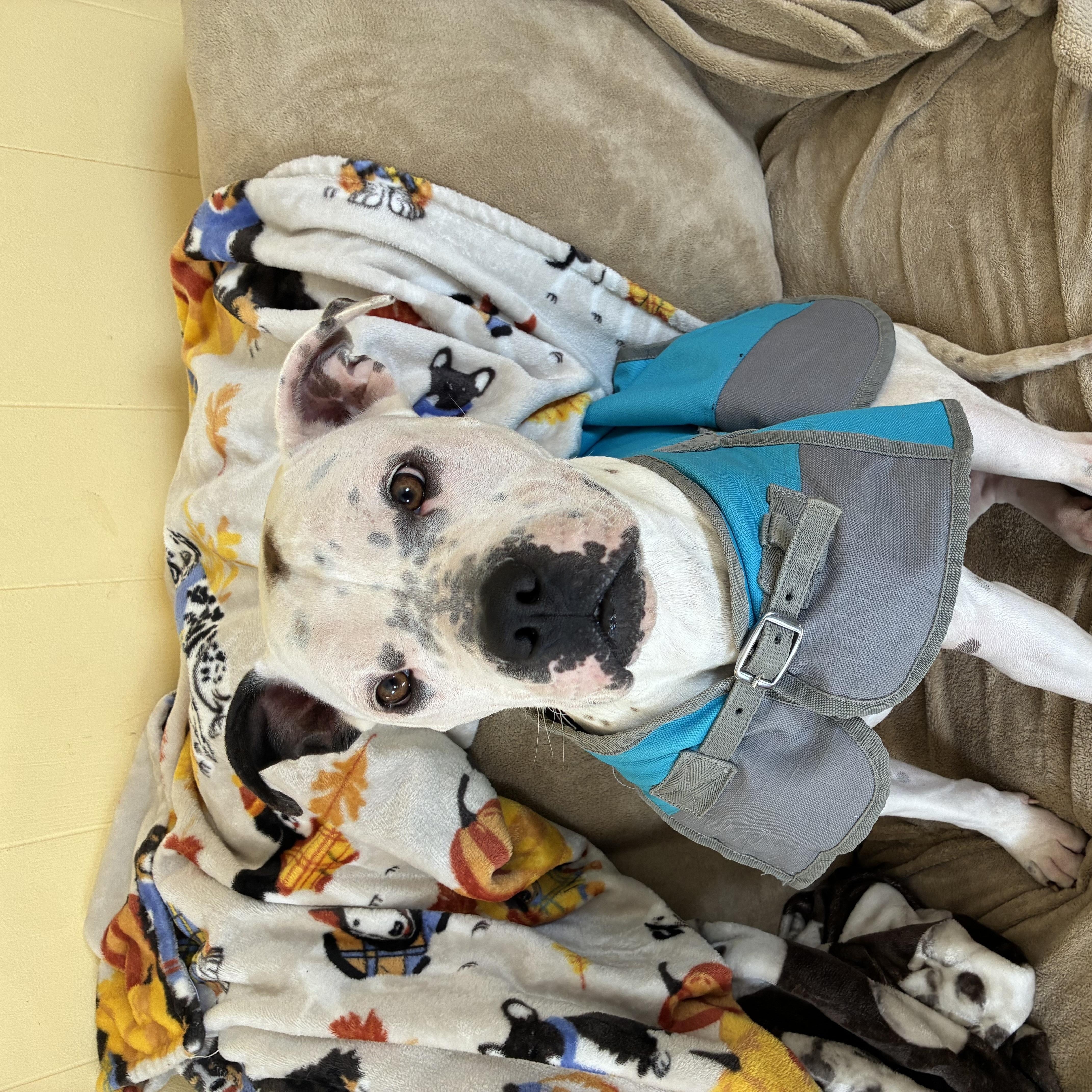 Enlarge Caicos, a Adoptable American Bulldog in Cornelius, NC image 3/5