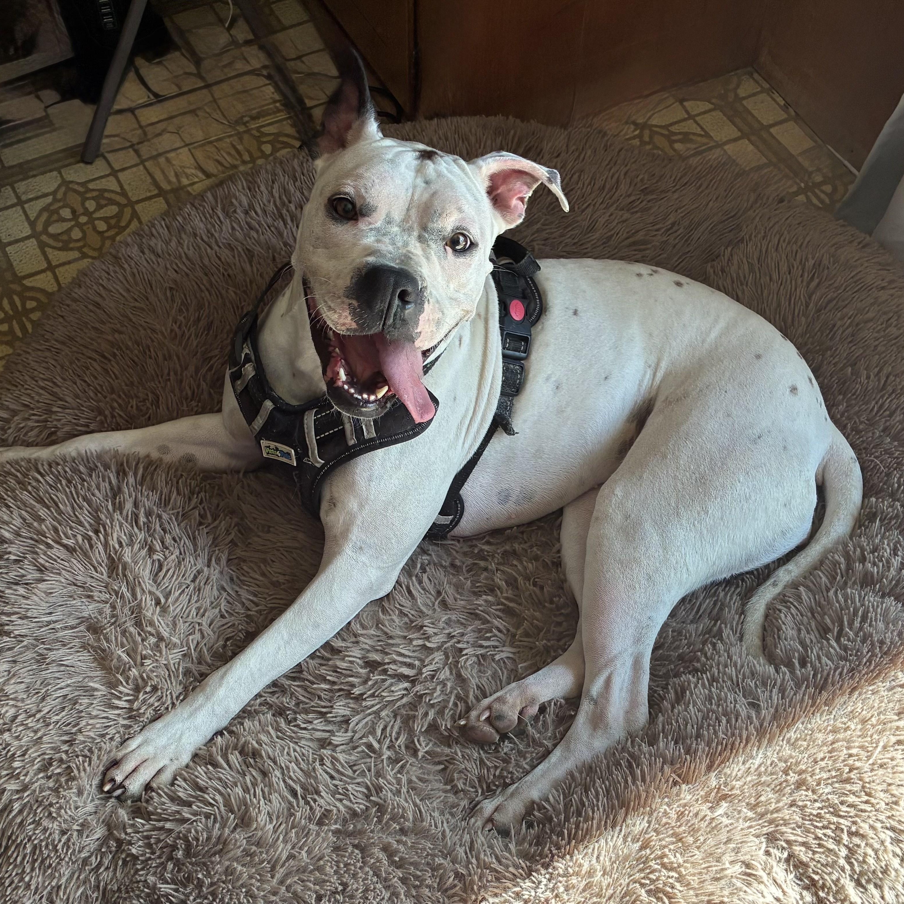 Enlarge Caicos, a Adoptable American Bulldog in Cornelius, NC image 1/5