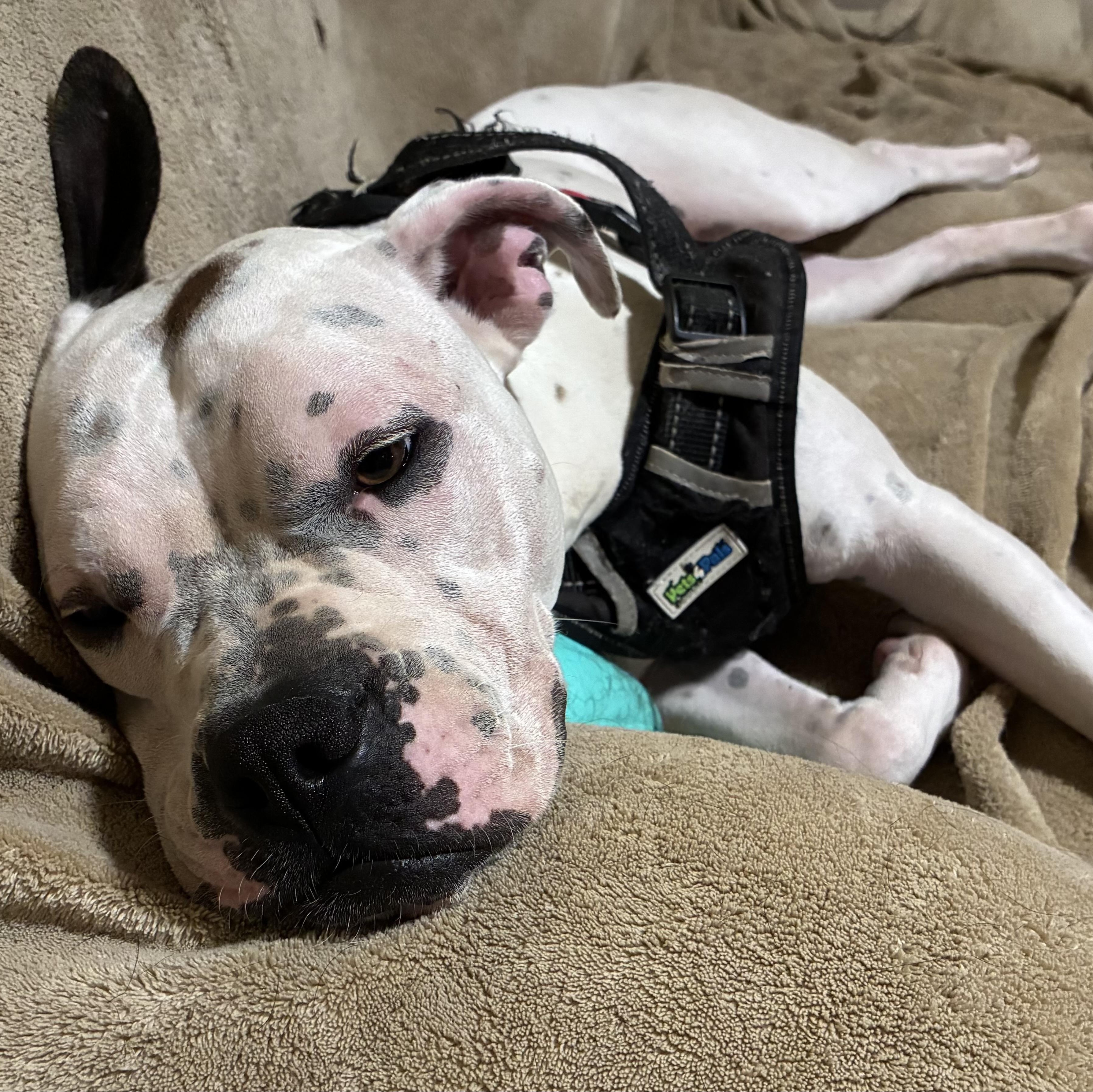 Enlarge Caicos, a Adoptable American Bulldog in Cornelius, NC image 2/5