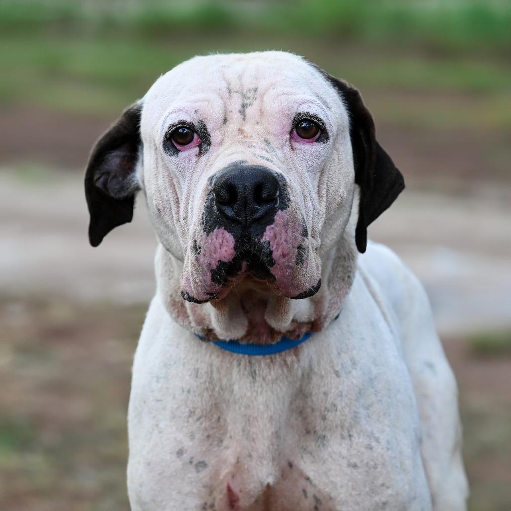 Happ, Adoptable, Adult Male Mixed Breed.