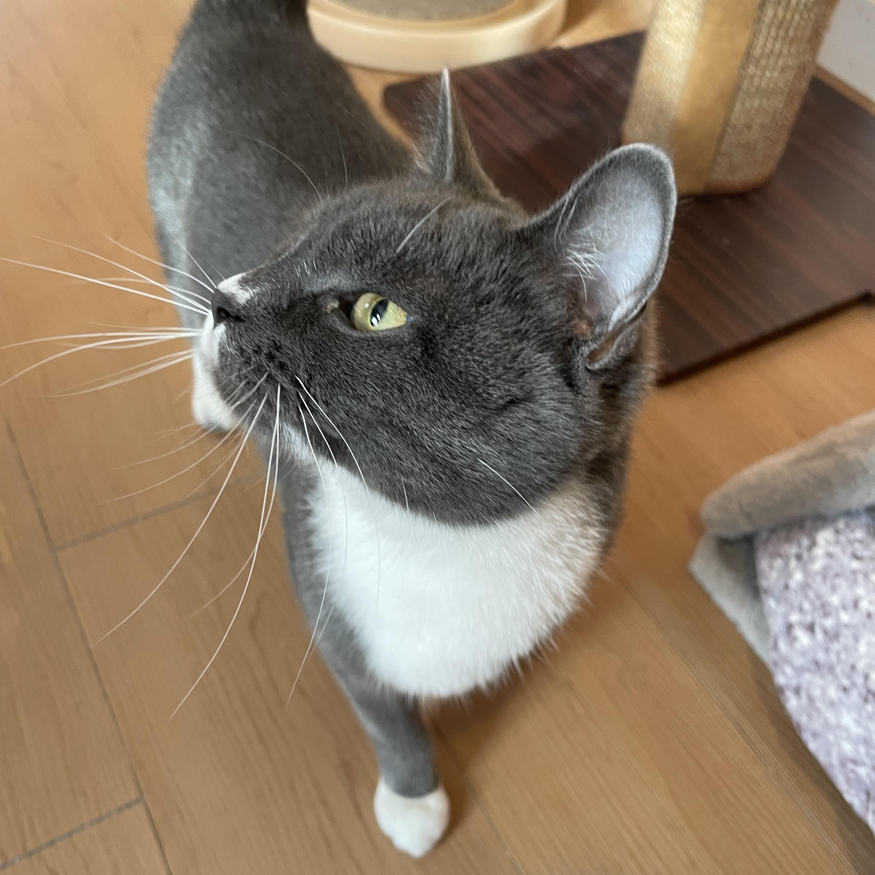 Misty, an adopted Domestic Short Hair in Wells, ME image 4/5