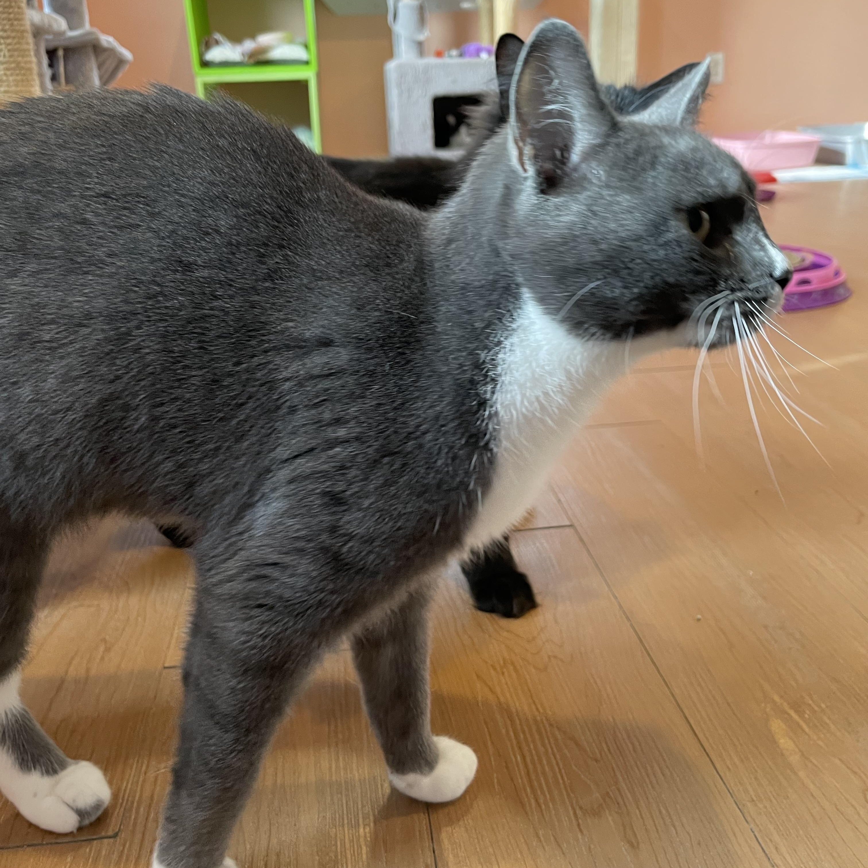 Misty, an adopted Domestic Short Hair in Wells, ME image 1/5